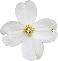 Massage Bellingham WA